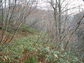 一面の笹藪と化した、烏川左岸の林道跡
