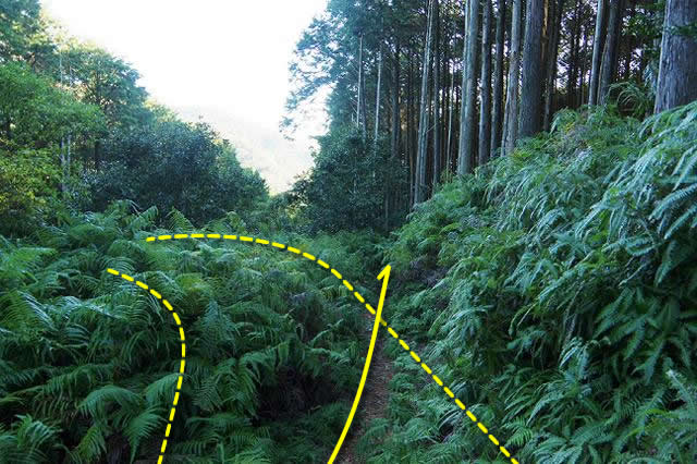 【山さ行がねが】道路レポート 和歌山県道213号 白浜久木線