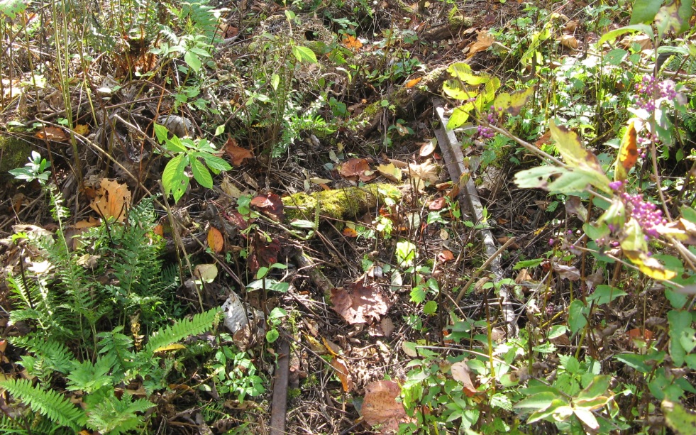 �p���� (�摜�T�C�Y: 981�~613 428kB)